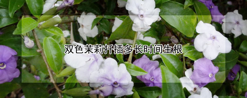 雙色茉莉扦插多長(zhǎng)時(shí)間生根