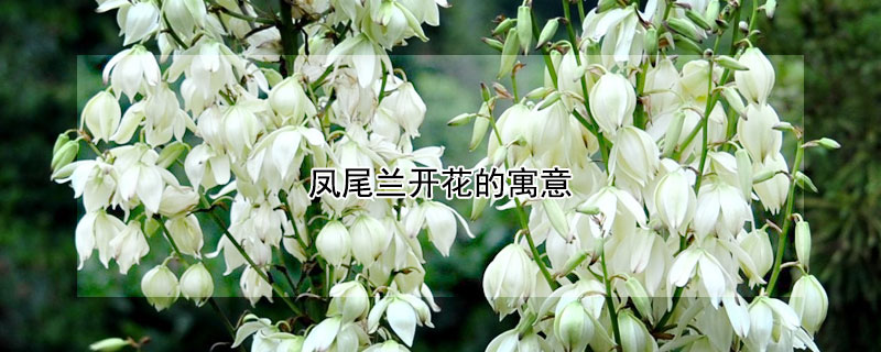 鳳尾蘭開(kāi)花的寓意