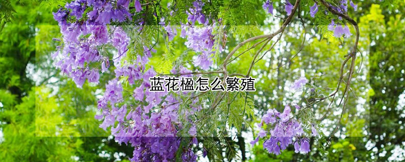 藍(lán)花楹怎么繁殖