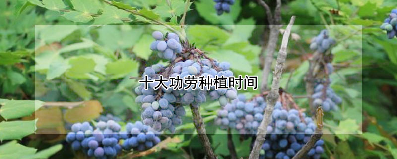 十大功勞種植時間