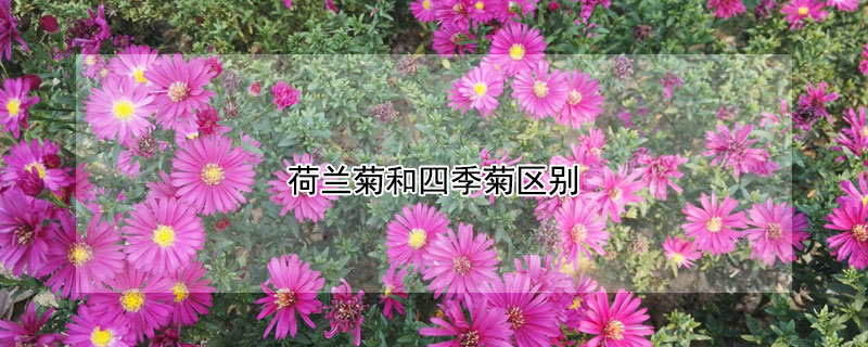 荷蘭菊和四季菊區(qū)別