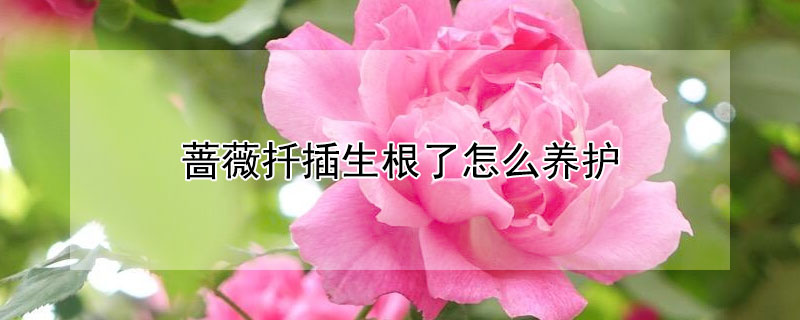 薔薇扦插生根了怎么養護