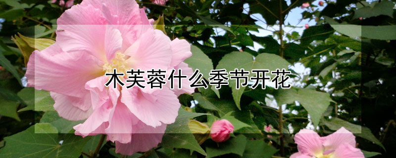 木芙蓉什么季節開花