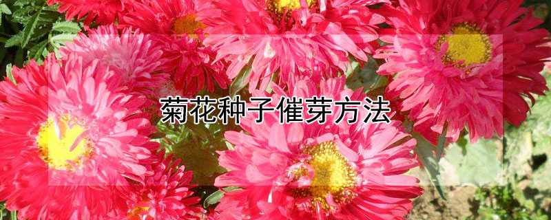 菊花種子催芽方法