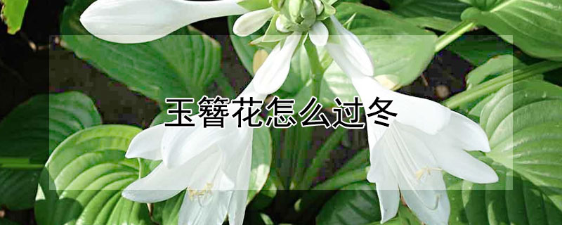 玉簪花怎么過冬