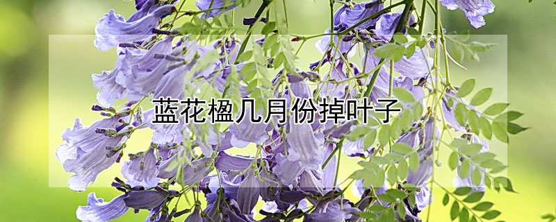 藍花楹幾月份掉葉子