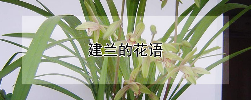 建蘭的花語