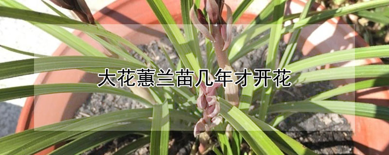 大花蕙蘭苗幾年才開花