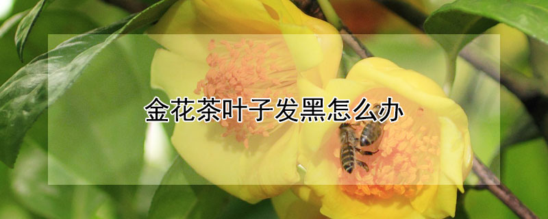 金花茶葉子發(fā)黑怎么辦