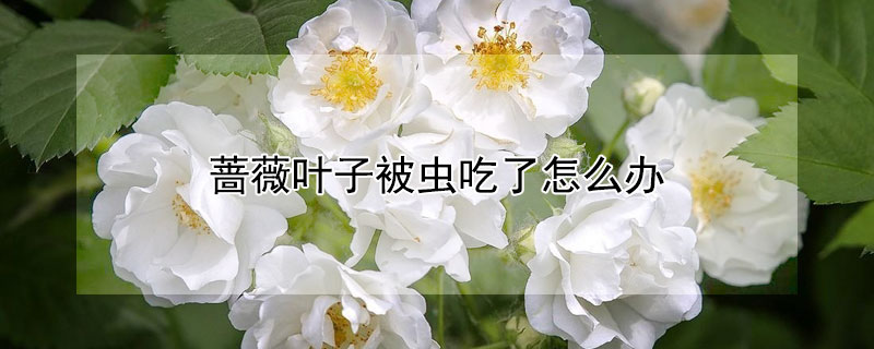 薔薇葉子被蟲吃了怎么辦