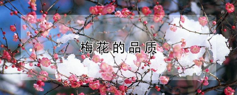 梅花的品質(zhì)