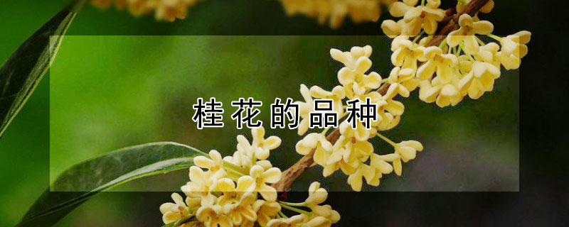 桂花的品種