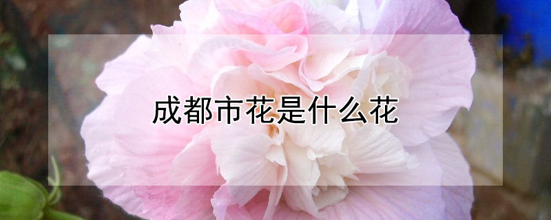 成都市花是什么花