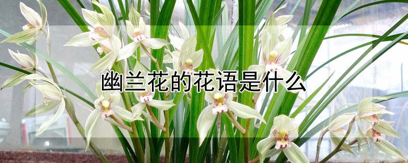 幽蘭花的花語是什么