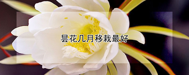 曇花幾月移栽最好