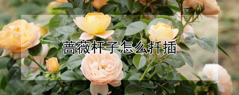 薔薇桿子怎么扦插