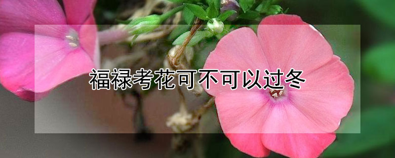 福祿考花可不可以過冬