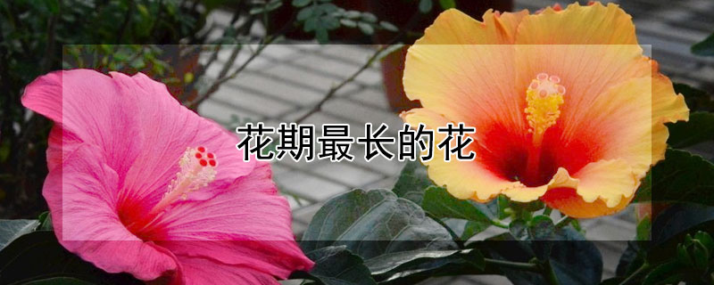 花期最長(zhǎng)的花