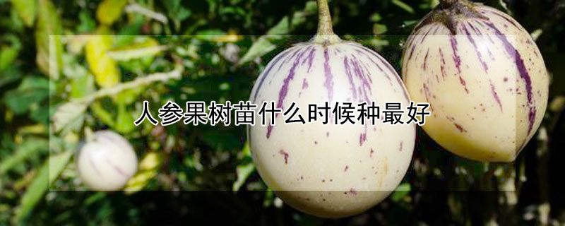 人參果樹(shù)苗什么時(shí)候種最好