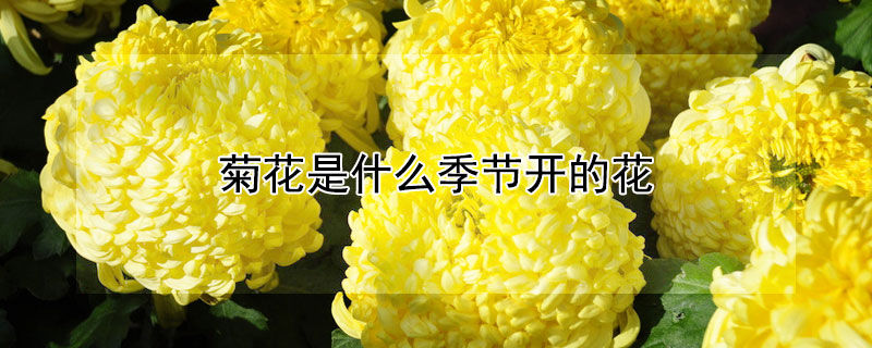 菊花是什么季節開的花