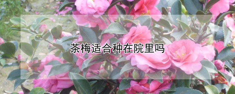 茶梅適合種在院里嗎