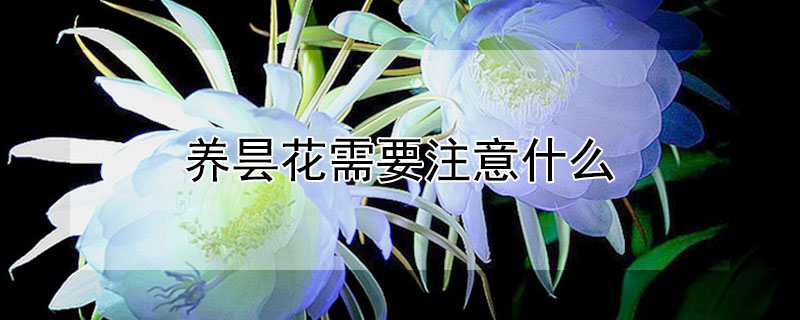 養(yǎng)曇花需要注意什么