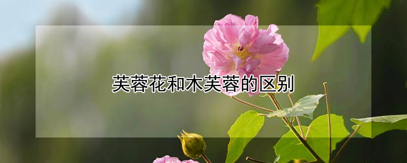 芙蓉花和木芙蓉的區(qū)別