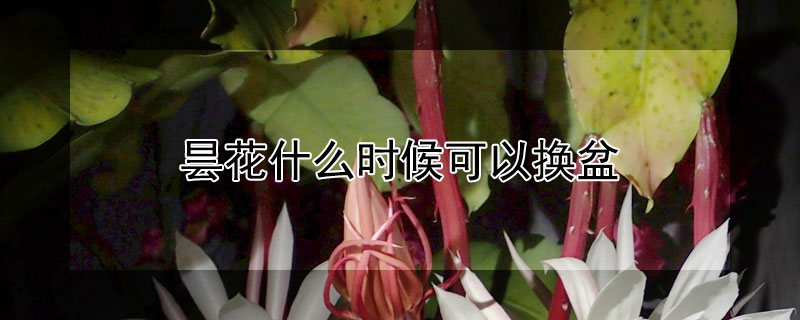 曇花什么時候可以換盆