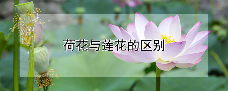 荷花與蓮花的區(qū)別