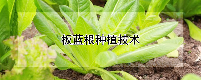 板藍根種植技術(shù)