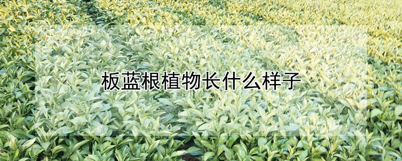 板藍根植物長什么樣子