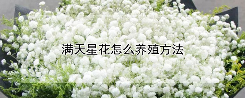 滿天星花怎么養(yǎng)殖方法