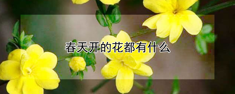 春天開的花都有什么