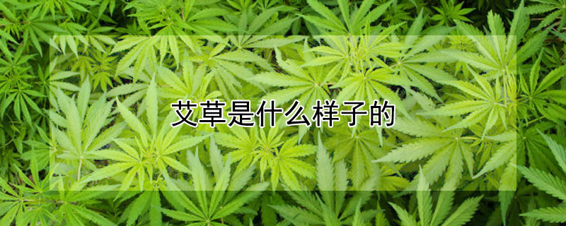 艾草是什么樣子的