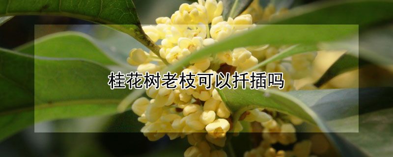 桂花樹(shù)老枝可以扦插嗎