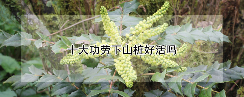 十大功勞下山樁好活嗎