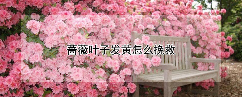 薔薇葉子發(fā)黃怎么挽救