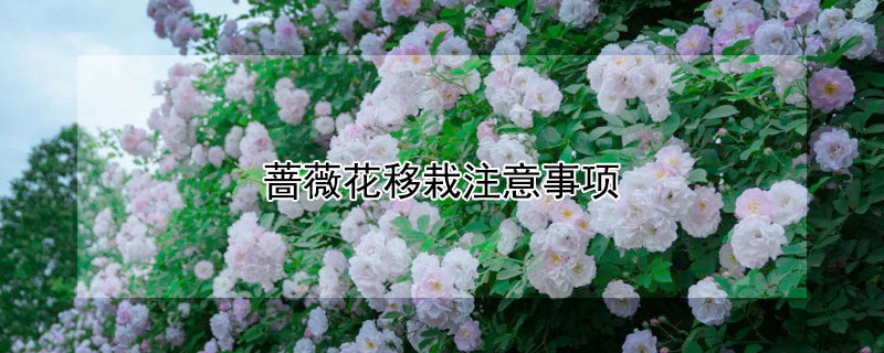 薔薇花移栽注意事項(xiàng)