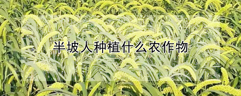 半坡人種植什么農作物