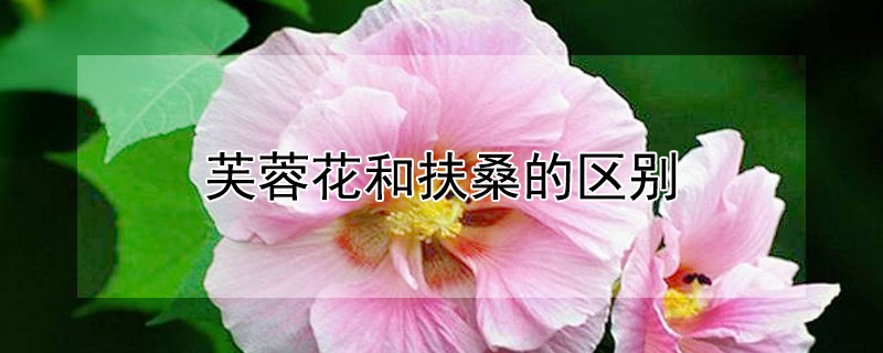 芙蓉花和扶桑的區(qū)別