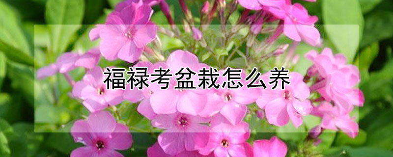 福祿考盆栽怎么養(yǎng)