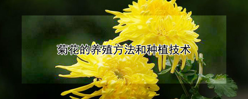 菊花的養(yǎng)殖方法和種植技術(shù)