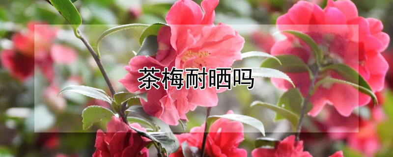 茶梅耐曬嗎