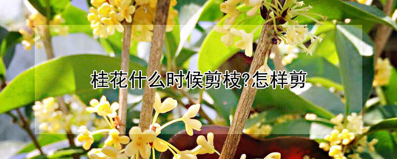 桂花什么時(shí)候剪枝?怎樣剪