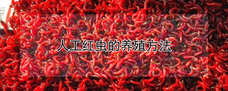 人工紅蟲(chóng)的養(yǎng)殖方法