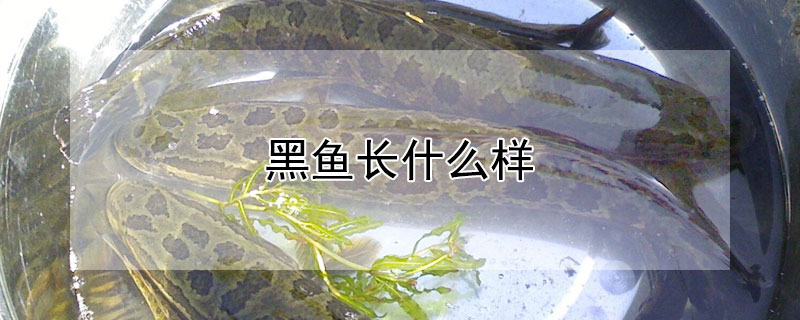 黑魚長(zhǎng)什么樣