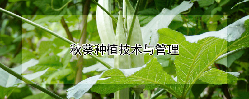 秋葵種植技術(shù)與管理