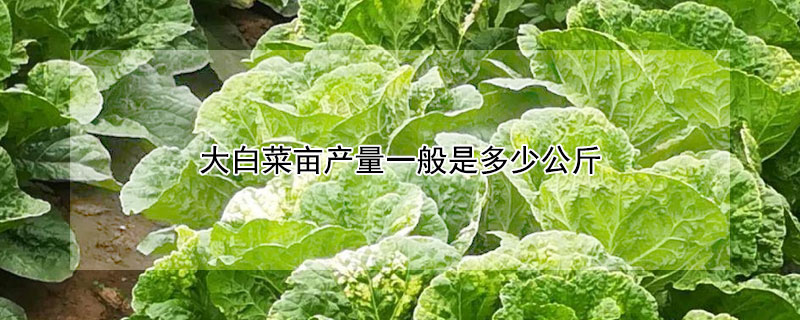 大白菜畝產(chǎn)量一般是多少公斤