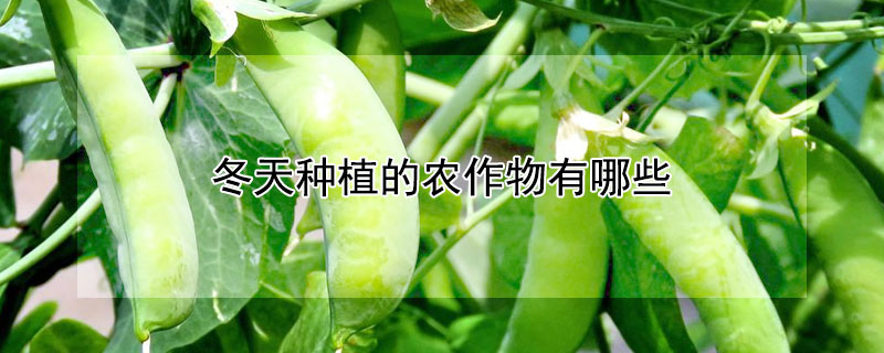 冬天種植的農(nóng)作物有哪些