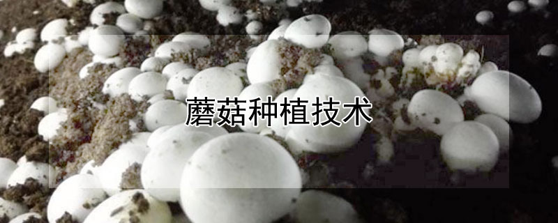 蘑菇種植技術